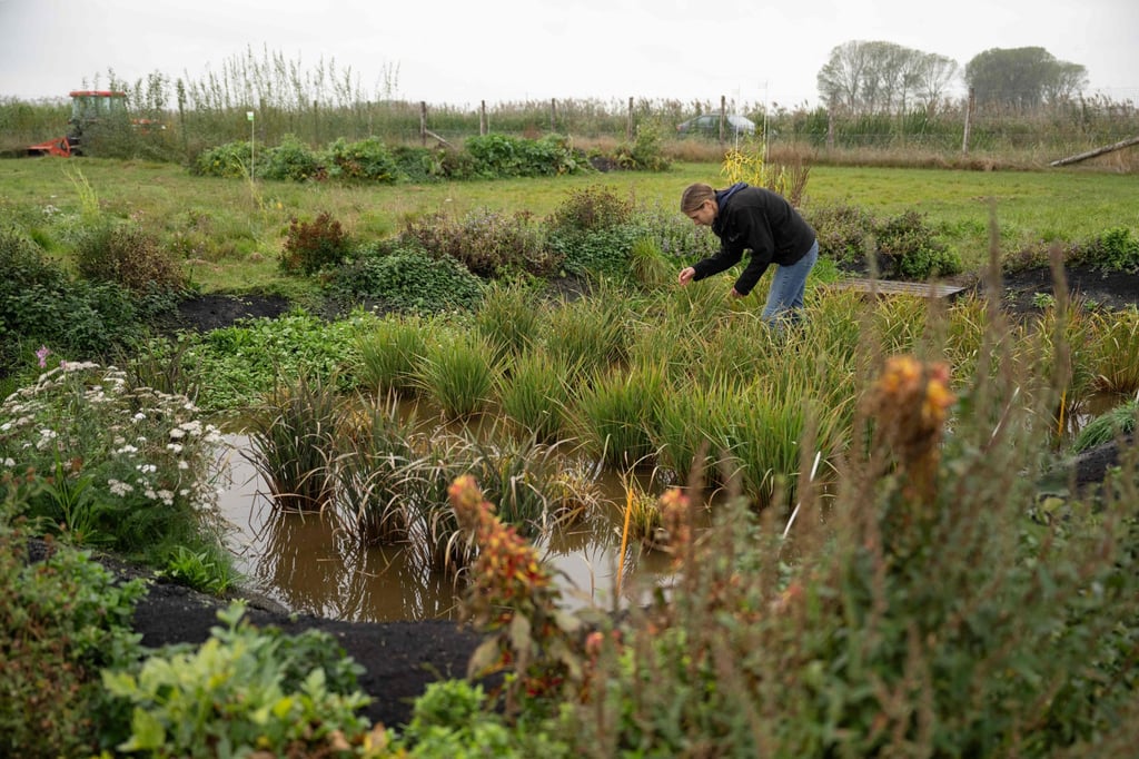 Dr Nadine Mitschunas on rice-growing: ‘It’s not such a crazy idea because it seems to work’. Phot: Reuters Dr Nadine Mitschunas on rice-growing: ‘It’s not such a crazy idea because it seems to work’. Phot: Reuters