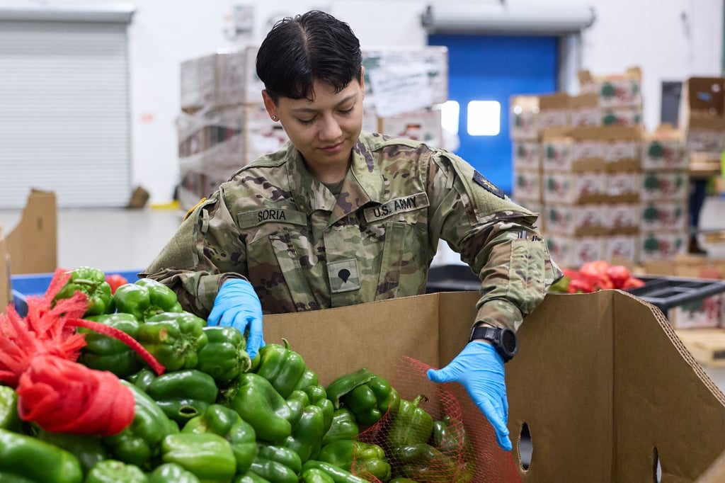 A member of the California Army National Guard packs bell peppers for distribution at the Los Angeles Regional Food Bank on Thursday. Photo: EPA A member of the California Army National Guard packs bell peppers for distribution at the Los Angeles Regional Food Bank on Thursday. Photo: EPA