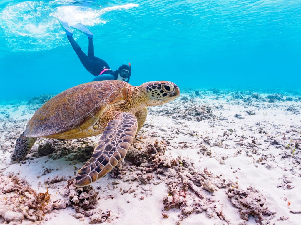 A sea turtle in Ama Beach in Okinawa, Japan. The island’s hermit crabs and turtles are among the species targeted by poachers and smugglers. Photo: Shutterstock A sea turtle in Ama Beach in Okinawa, Japan. The island’s hermit crabs and turtles are among the species targeted by poachers and smugglers. Photo: Shutterstock
