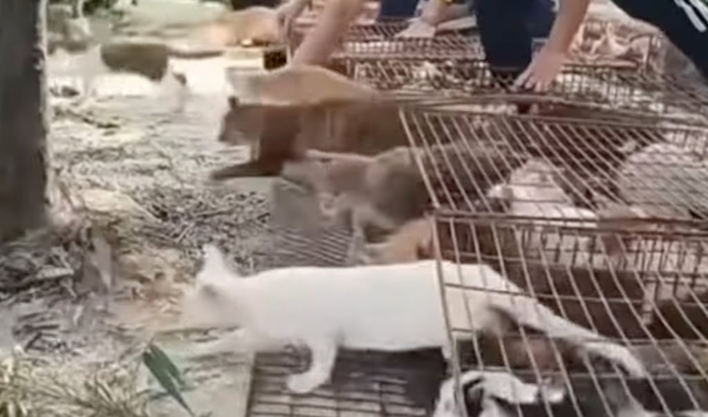 Hundreds of cats were released from cages near the site of a protected reservoir. Photo: YouTube Hundreds of cats were released from cages near the site of a protected reservoir. Photo: YouTube