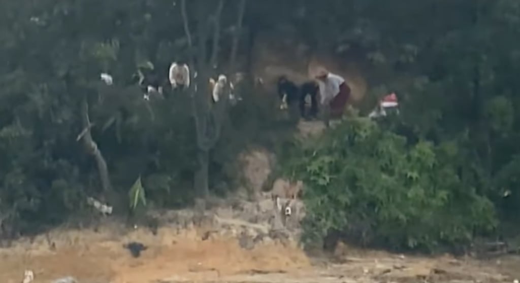 Online videos showed people releasing the animals near the shore of the reservoir. Photo: YouTube Online videos showed people releasing the animals near the shore of the reservoir. Photo: YouTube