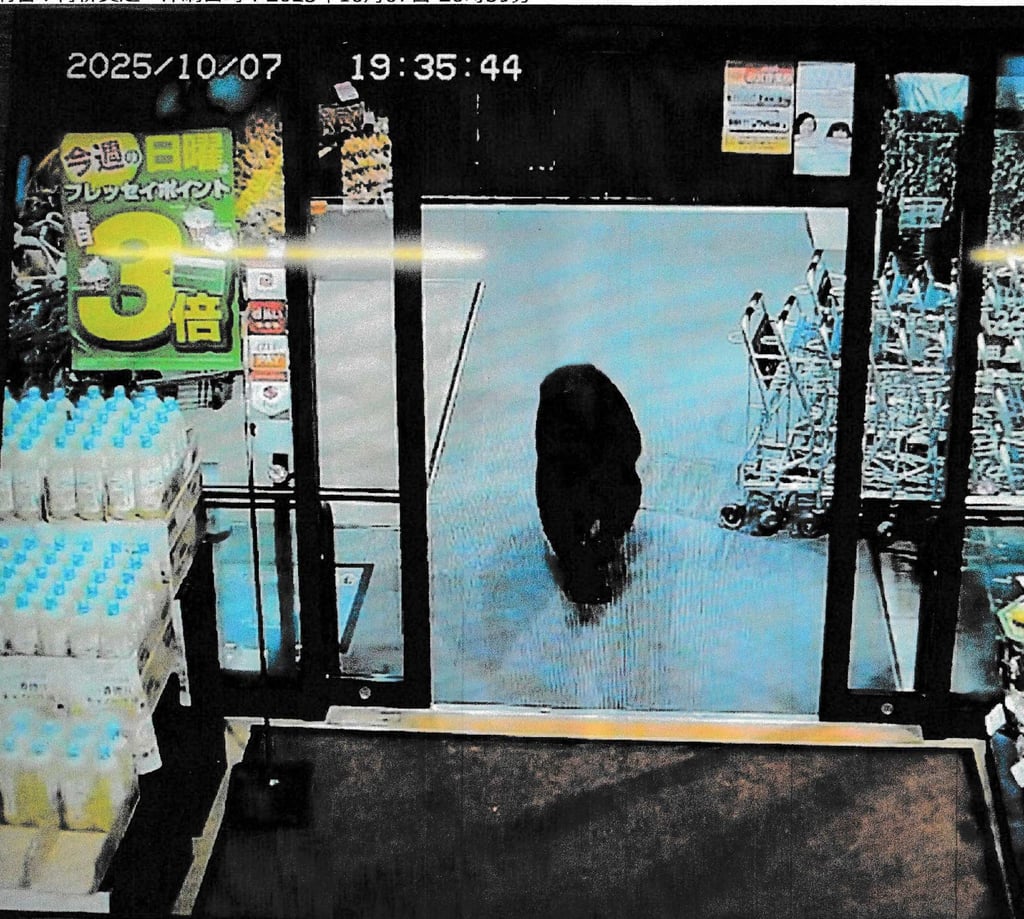 A bear is caught on CCTV entering a supermarket in Numata, central Japan, on October 7. Photo: Gunma Prefectural Police/Jiji Press/AFP A bear is caught on CCTV entering a supermarket in Numata, central Japan, on October 7. Photo: Gunma Prefectural Police/Jiji Press/AFP