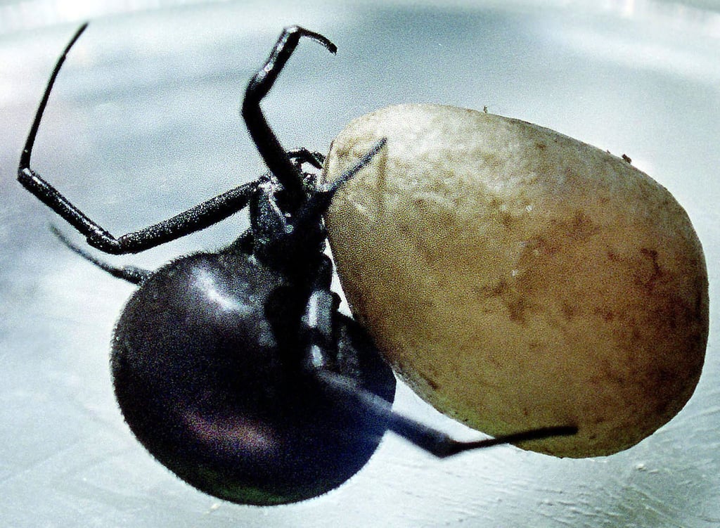 A female black widow spider carries her egg sack. Photo: Reuters