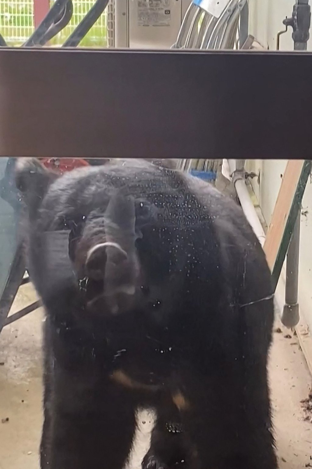 The Environment Ministry of Japan recorded 20,792 bear sightings nationwide between April and September. Photo: AFP