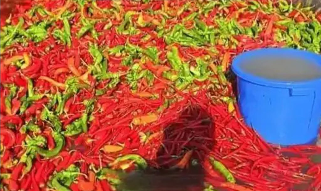 One of the pond’s co-managers said the facility spans around 10 acres and is home to over 2,000 fish, which are regularly fed various types of chilli peppers. Photo: Baidu