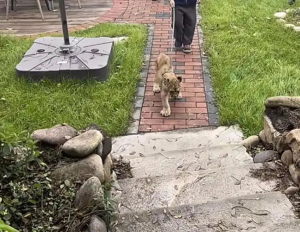 A lion cub on a leash with its keeper approaches one of the hotel’s rooms. Photo: Baidu A lion cub on a leash with its keeper approaches one of the hotel’s rooms. Photo: Baidu