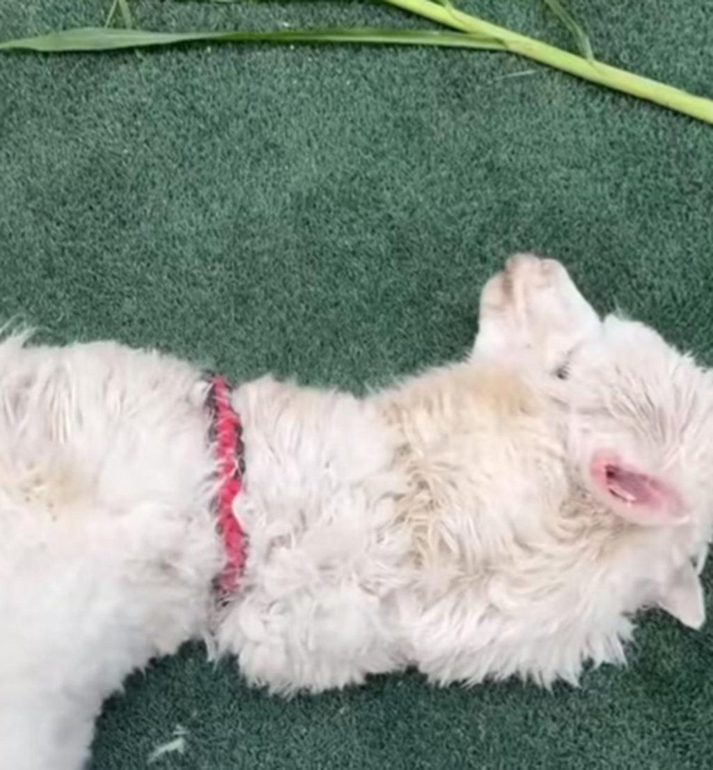 The alpaca was left with wet fur overnight and died from hypothermia because of cold temperatures. Photo: Handout The alpaca was left with wet fur overnight and died from hypothermia because of cold temperatures. Photo: Handout