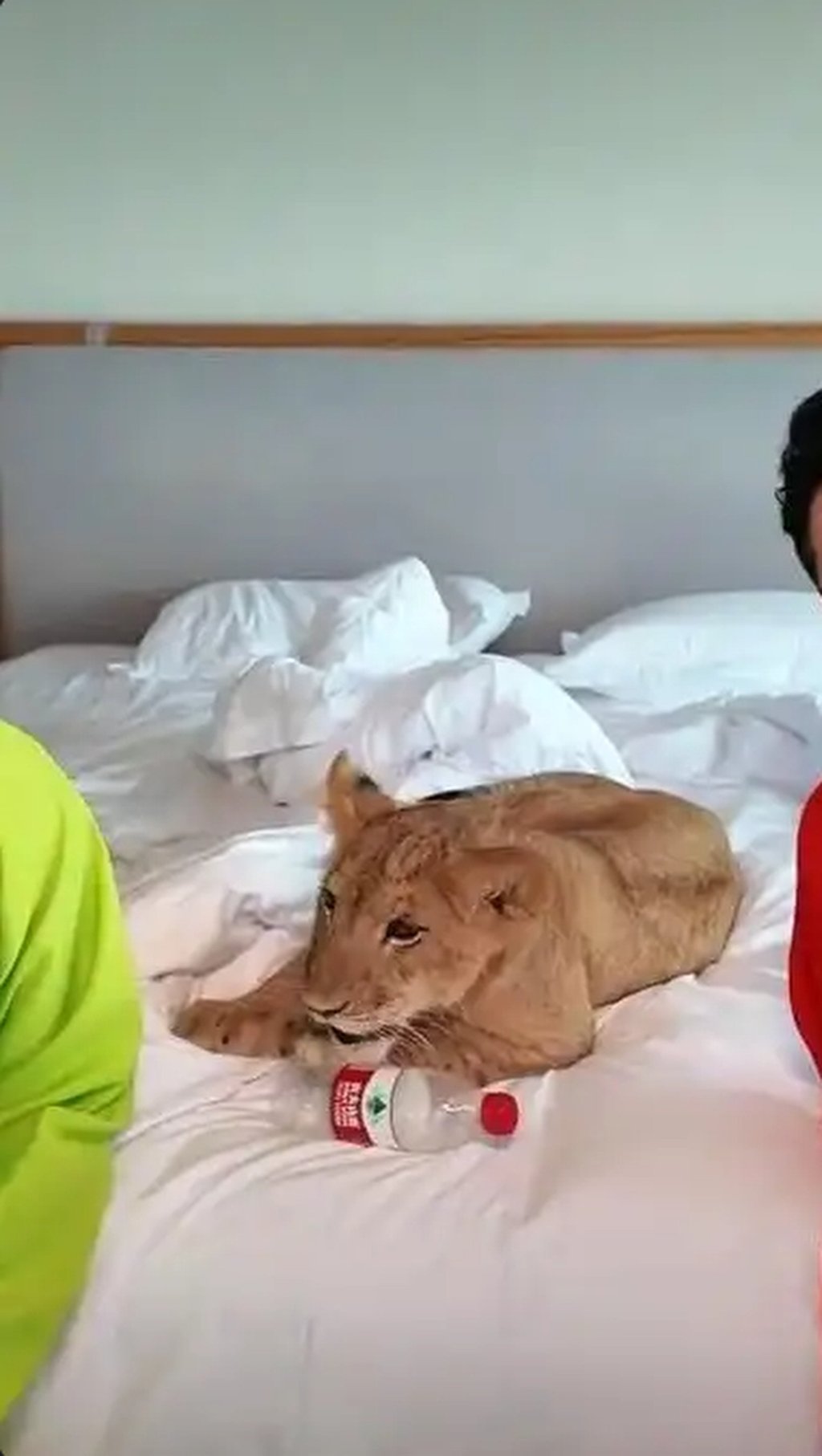 A little big cat plays on unkempt bedclothes as it performs its morning call duties. Photo: Baidu A little big cat plays on unkempt bedclothes as it performs its morning call duties. Photo: Baidu