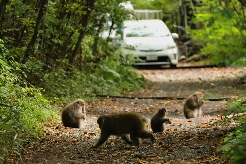 Monkeys eat nuts in a residential area in Azumino, central Japan. Photo: AP Monkeys eat nuts in a residential area in Azumino, central Japan. Photo: AP