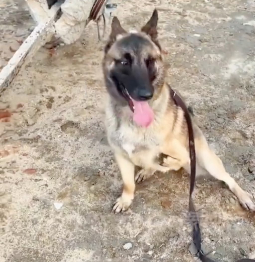 Barton confounded the veterinarians who recommended he be put down by passing the examination to become a police dog. Photo: Weibo Barton confounded the veterinarians who recommended he be put down by passing the examination to become a police dog. Photo: Weibo