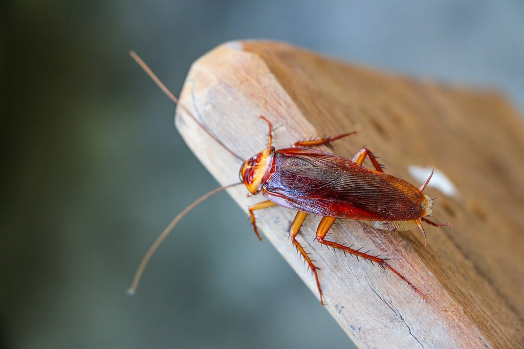 The cockroaches are ground down into a powder before being sprinkled on top of the brew. Photo: Shutterstock