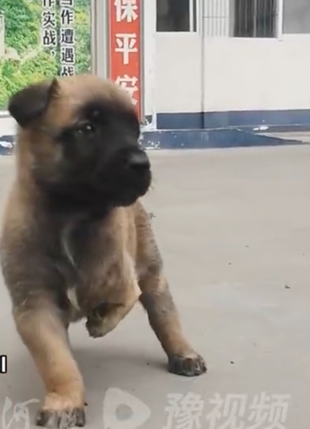 Barton, the Belgian Malinois, as a puppy. He was born with a congenital defect in his left leg. Photo: Weibo Barton, the Belgian Malinois, as a puppy. He was born with a congenital defect in his left leg. Photo: Weibo