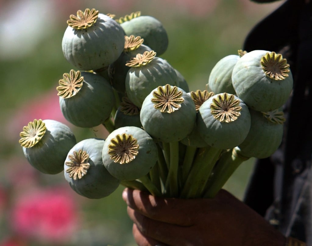 A bunch of poppy pods in Afghanistan. Poppy seeds come from the same plant that yields heroin and opium. Photo: Reuters