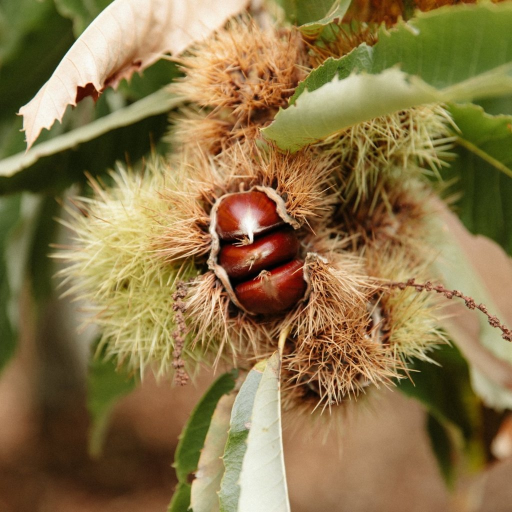 Chestnuts ripening on the tree. Photo: Handout Chestnuts ripening on the tree. Photo: Handout