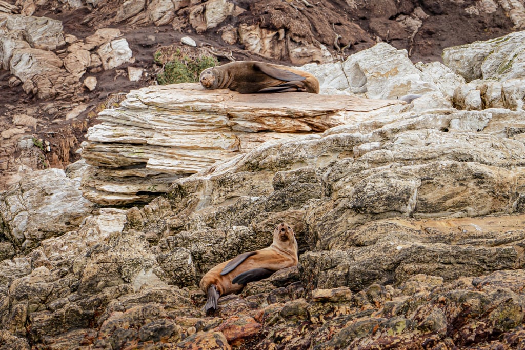 Australian fur seals soak up the rays. Photo: Jimmy Emms