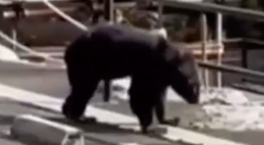 Japan has experienced a rise in bear attacks this year, with at least 13 fatalities – a record high since 2006 – and over 100 injuries reported nationwide. Photo: wap.yzwb.net