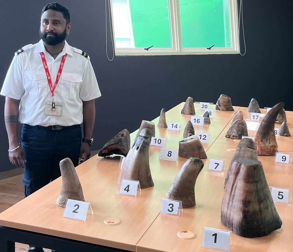 SATS Cargo Acceptance staff member Vengadeswaran Letchumanan with the seized rhinoceros horns. Photo: Jean Iau