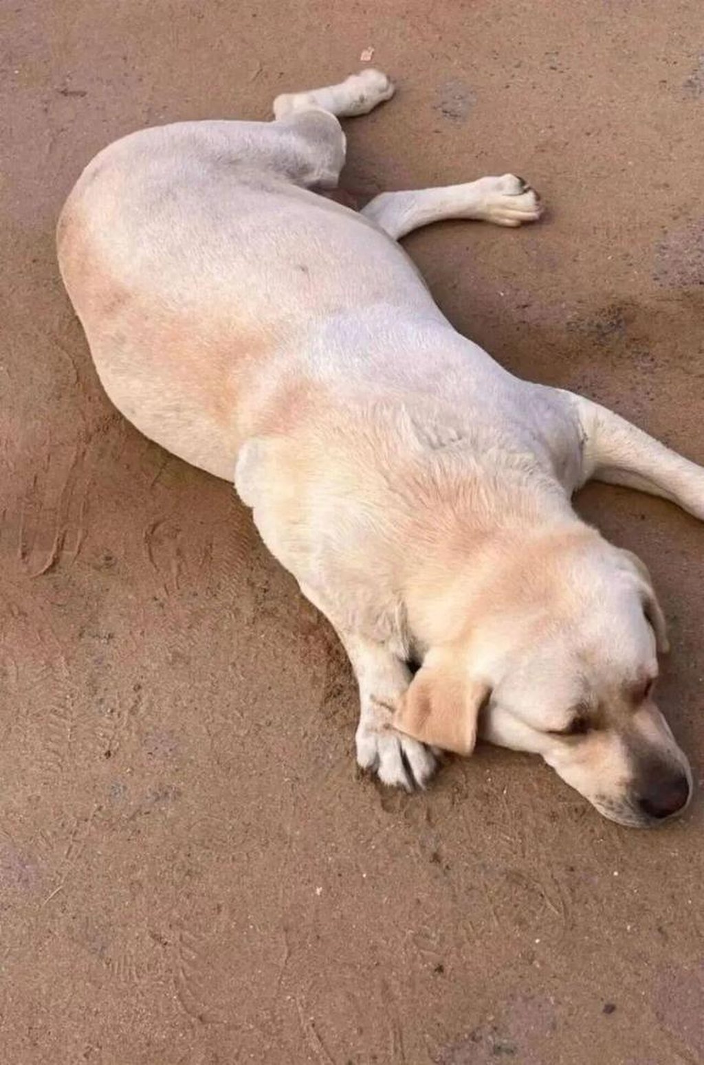 September the Labrador, above, went missing from a beach in eastern China. Photo: 163.com