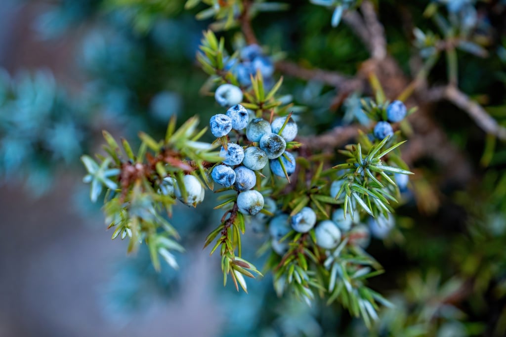 Juniper “berries” are actually the cone parts of juniper shrubs, which grow in mountainous areas throughout the world. Photo: Shutterstock