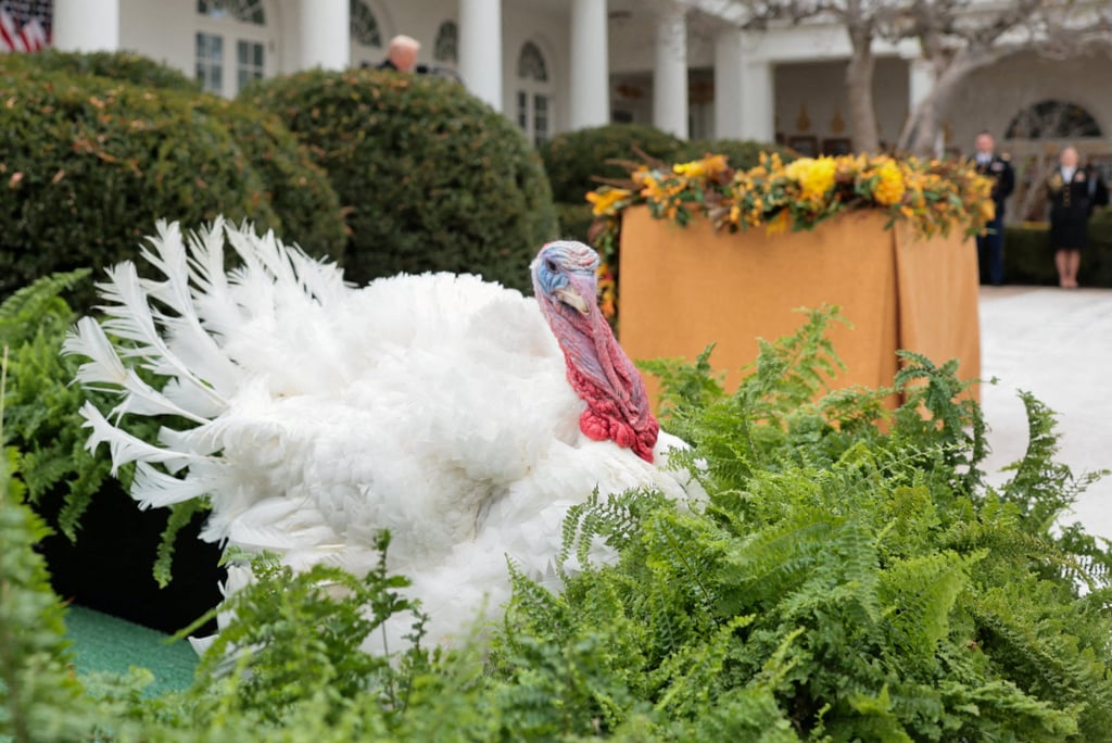 Gobble, one of two turkeys to be ceremonially pardoned for Thanksgiving, stands in the Rose Garden at the White House on Tuesday. Photo: Reuters