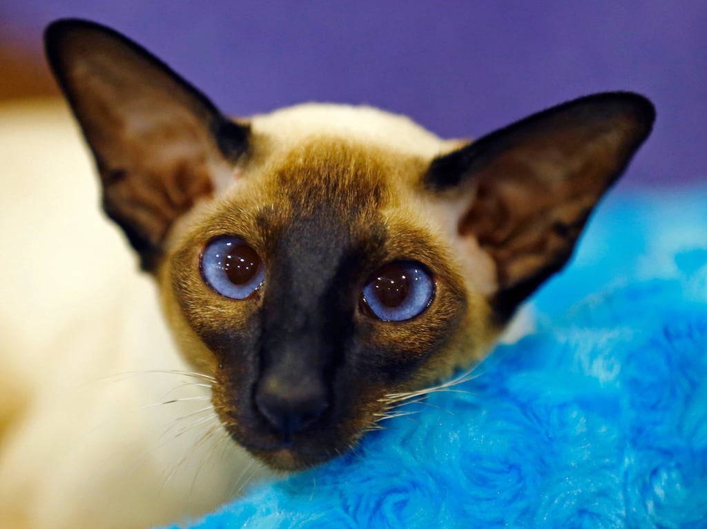 A Siamese cat relaxes in its bed at the annual cat show in Del Mar, California, in 2015. Photo: Reuters