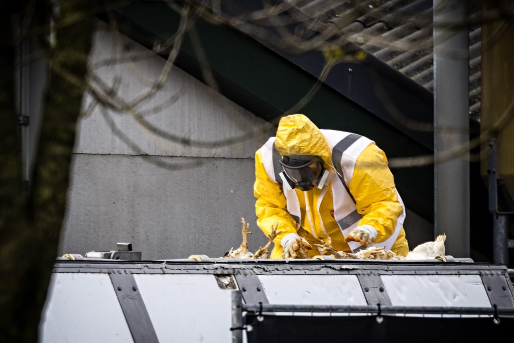 Chickens being culled in Tienray, the Netherlands, after avian influenza was confirmed. Photo: EPA Chickens being culled in Tienray, the Netherlands, after avian influenza was confirmed. Photo: EPA