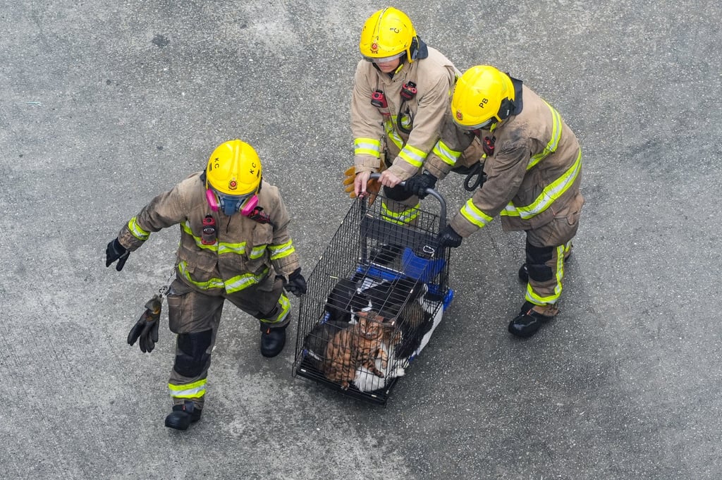 Animals are taken to safety on Thursday. Photo: Eugene Lee Animals are taken to safety on Thursday. Photo: Eugene Lee