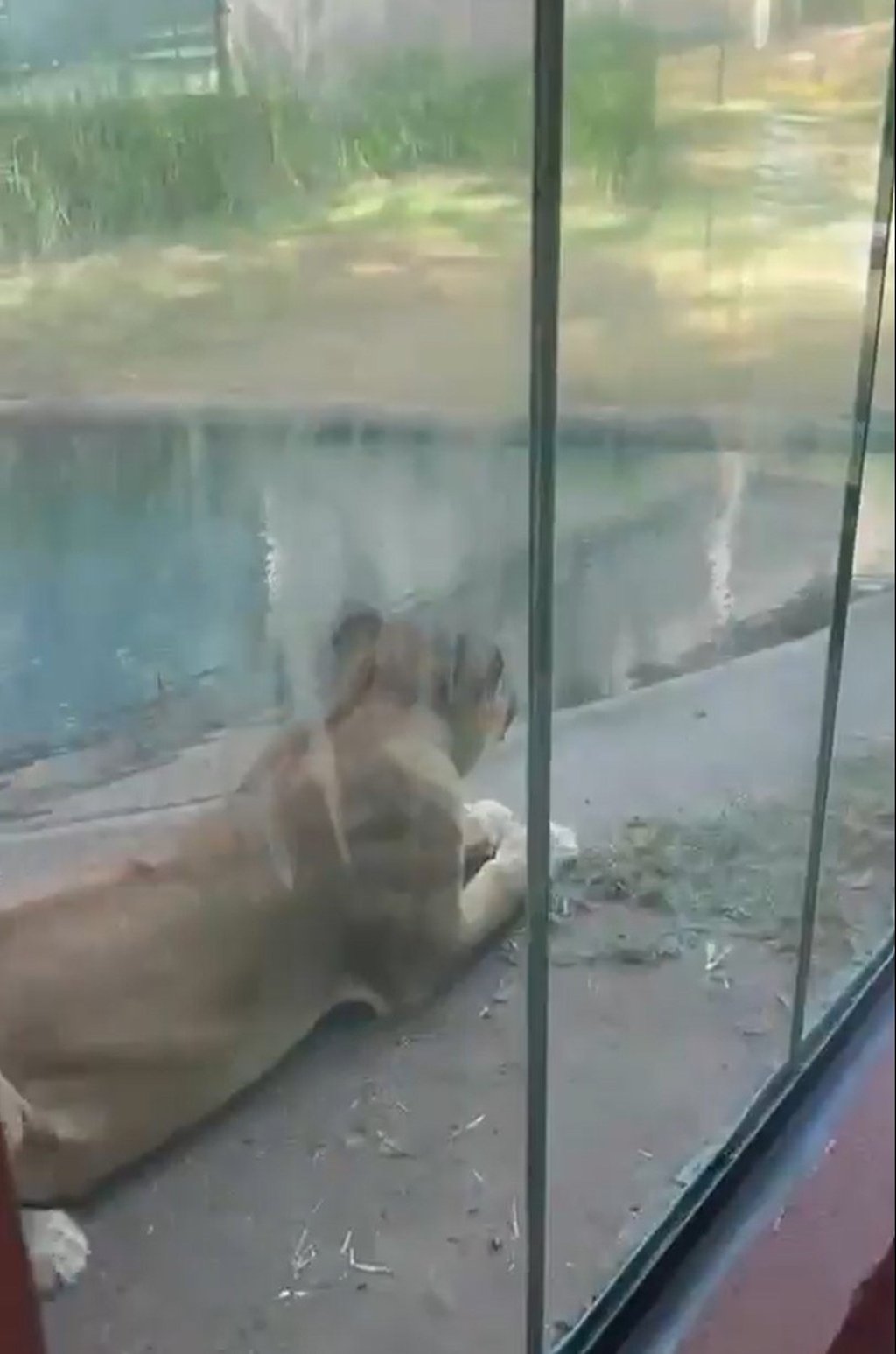 The lioness, Leona, lying next to the glass separating her from visitors before the attack. Photo: X @CPreparado The lioness, Leona, lying next to the glass separating her from visitors before the attack. Photo: X @CPreparado