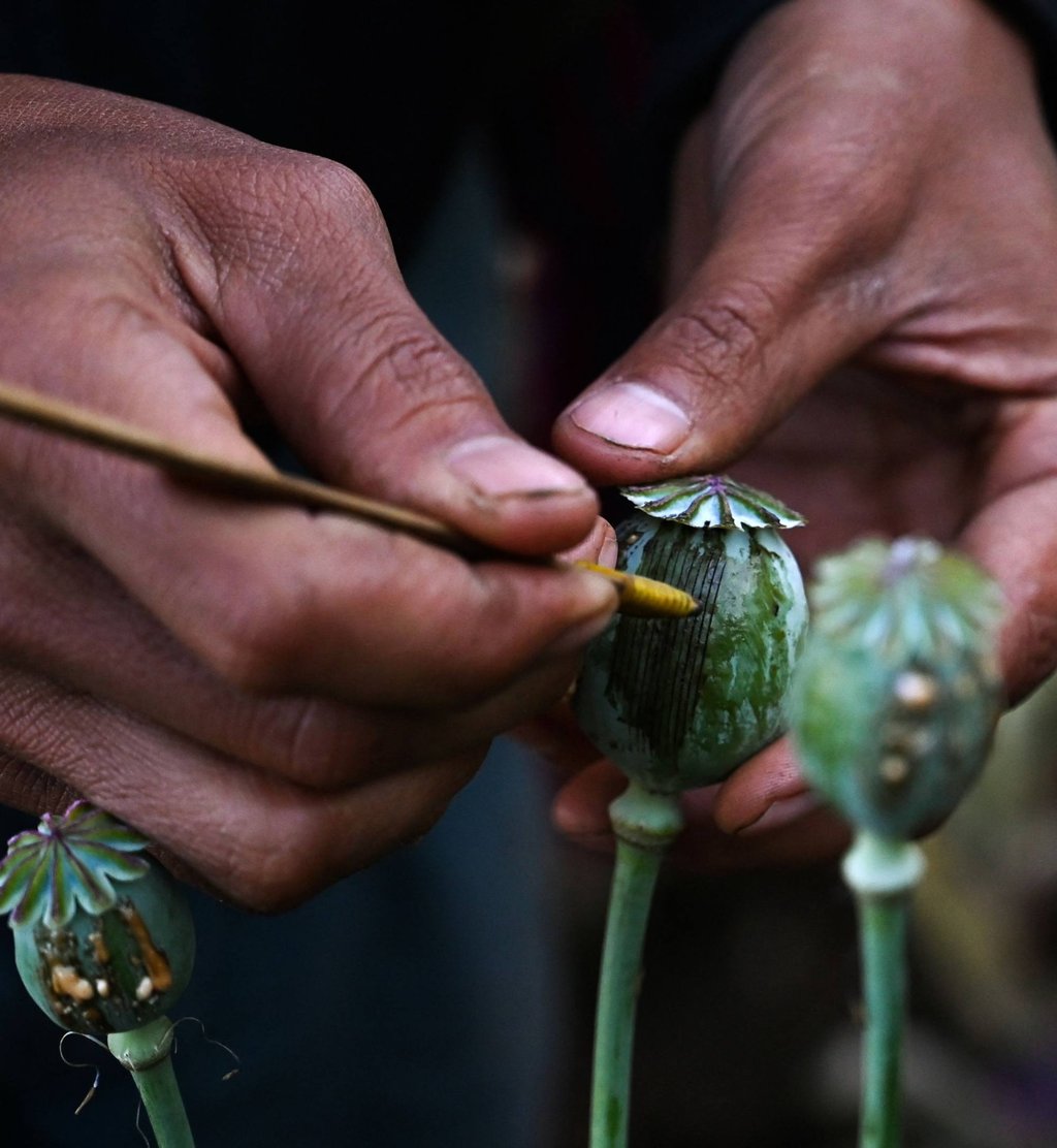 A man scores pods at an illegal poppy field in Hopong, Myanmar’s Shan state. Photo: AFP A man scores pods at an illegal poppy field in Hopong, Myanmar’s Shan state. Photo: AFP