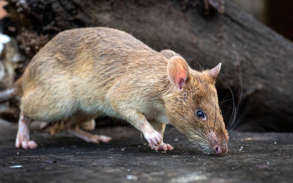 Rats are active. Photo: Handout Rats are active. Photo: Handout