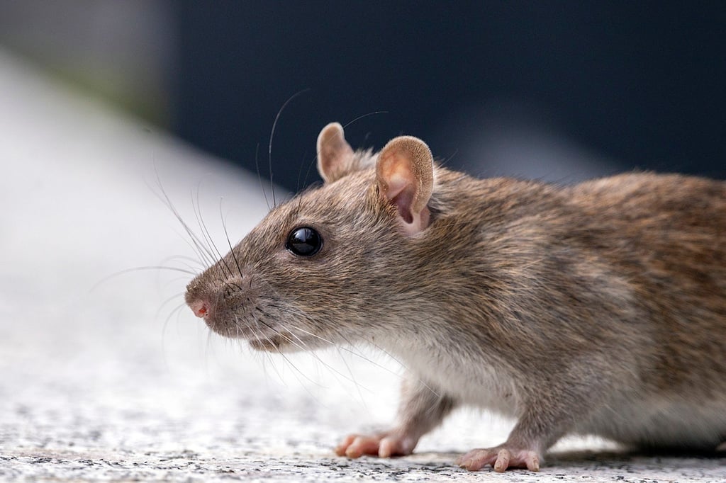 The Rat is attentive in the evening. Photo: Shutterstock The Rat is attentive in the evening. Photo: Shutterstock