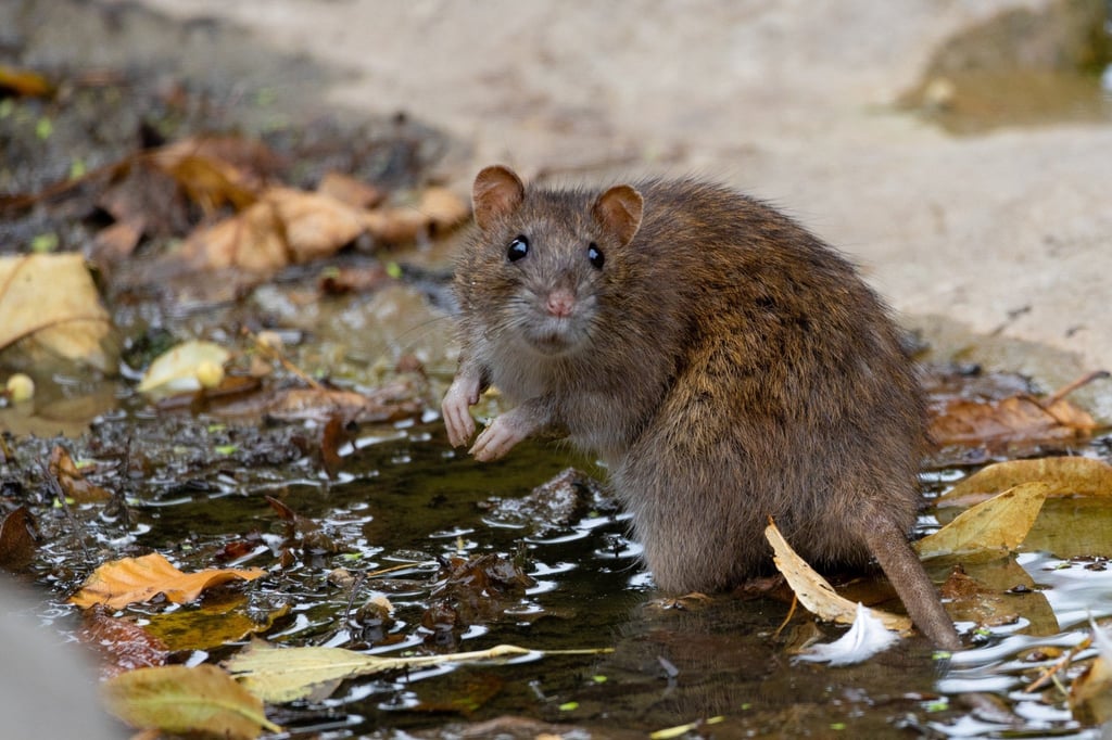 See what your luck is like during Earth Rat month. Photo: Shutterstock See what your luck is like during Earth Rat month. Photo: Shutterstock