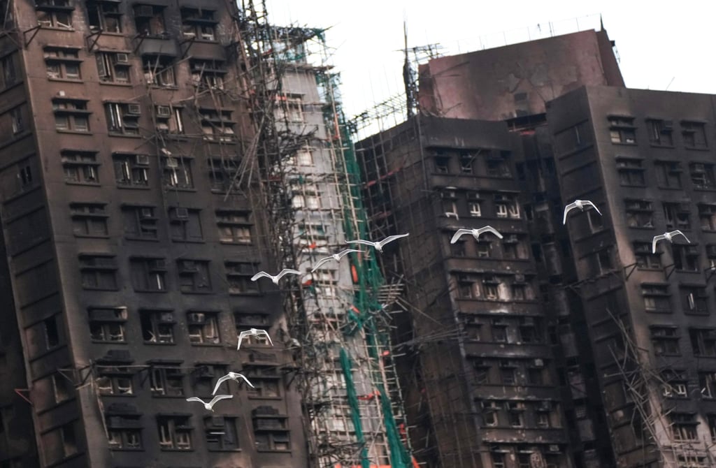 Little egrets fly past the charred housing blocks on Monday evening. Photo: Karma Lo