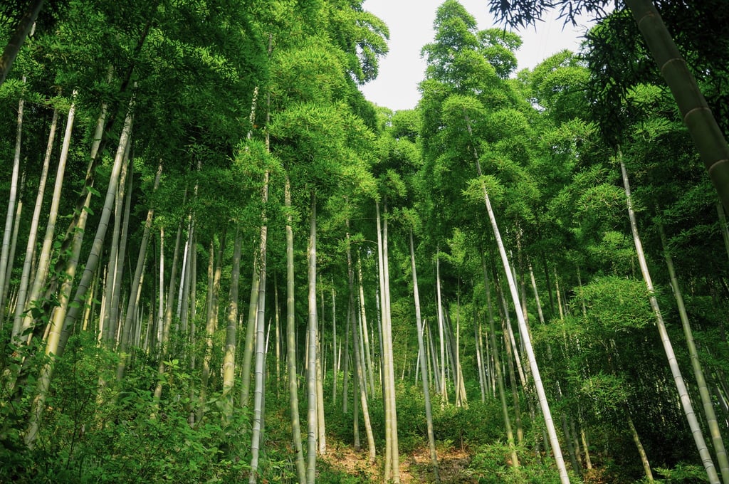 Bamboo trees in China’s Anji county. Photo: Shutterstock