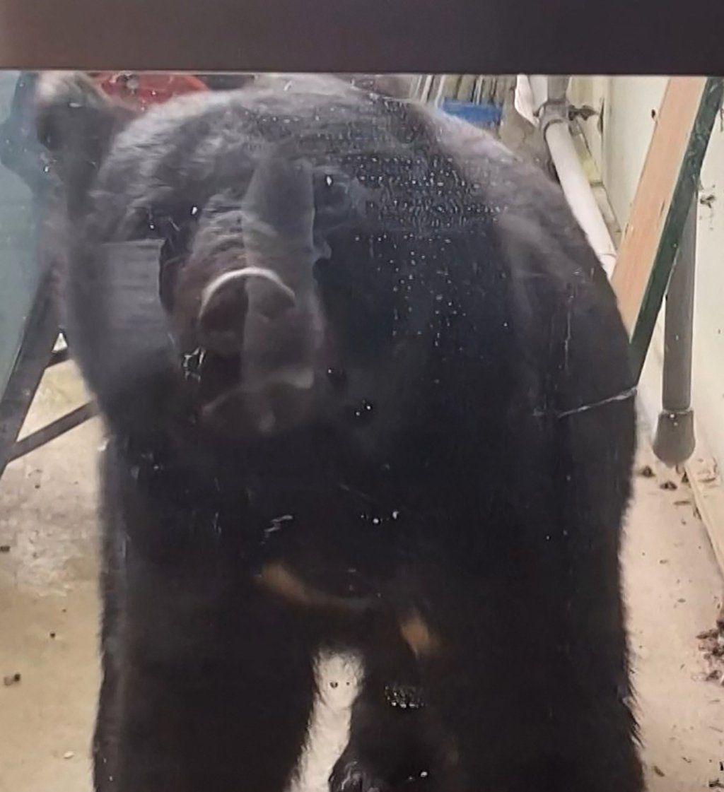 A bear outside a nursery school in Hanamaki, Iwate prefecture, Japan, while around 40 children were inside in October. Photo: AFP A bear outside a nursery school in Hanamaki, Iwate prefecture, Japan, while around 40 children were inside in October. Photo: AFP