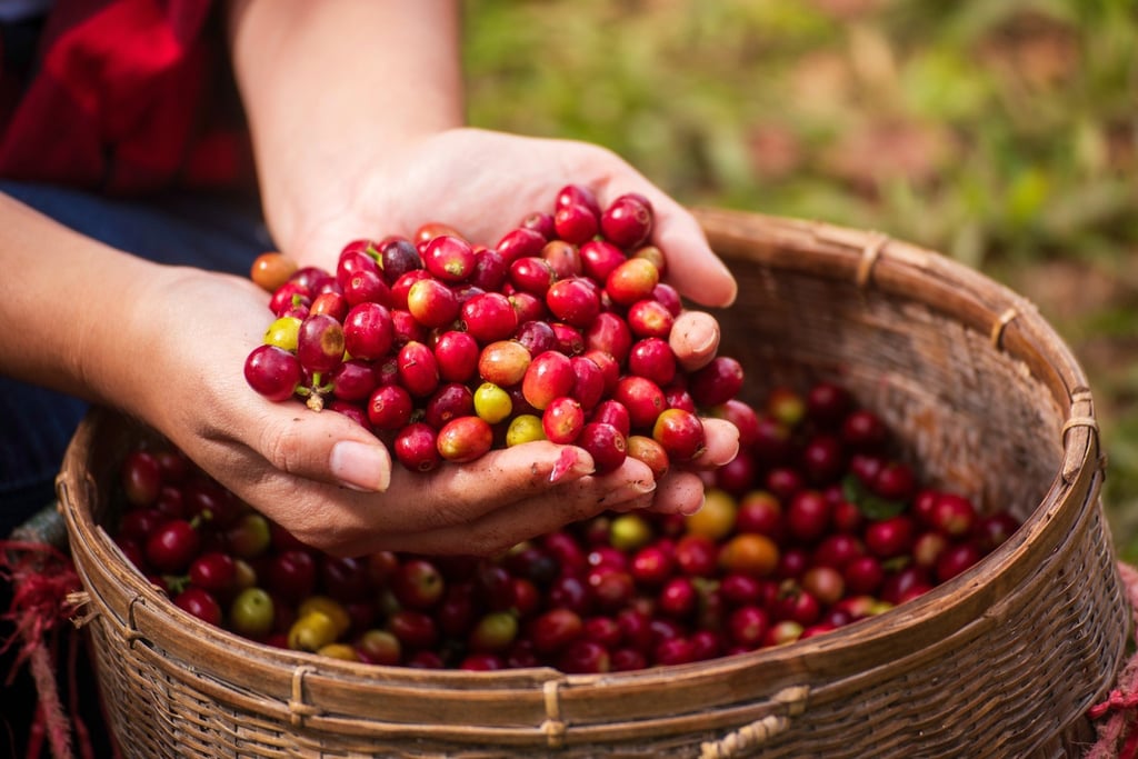 A coffee farmer harvests coffee “cherries”. Photo: Shutterstock