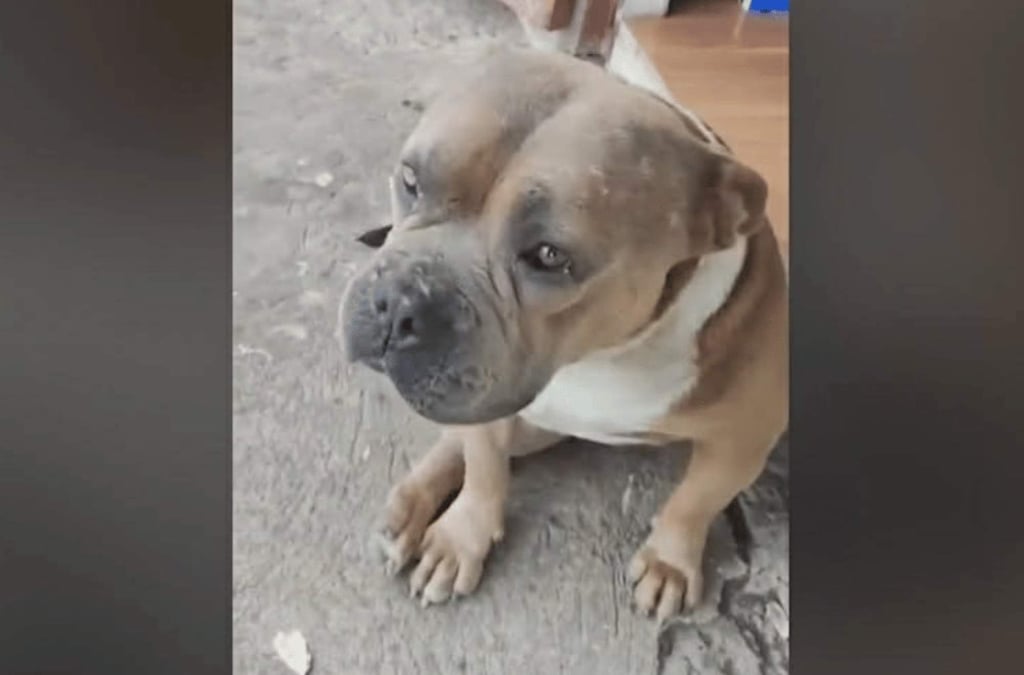 Viral footage of Axle’s death has caused widespread outrage in the Philippines. Photo: Handout Viral footage of Axle’s death has caused widespread outrage in the Philippines. Photo: Handout