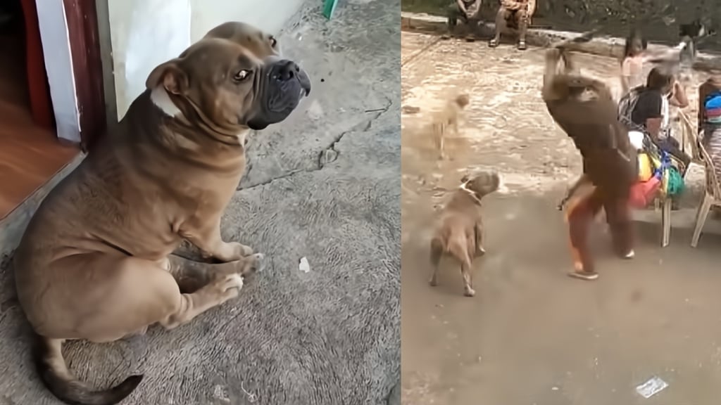 A photo of Axle circulating on social media (left) and a screenshot from the viral video showing the moments before the dog was fatally beaten in Sadanga, Mountain Province. Photos: Handout A photo of Axle circulating on social media (left) and a screenshot from the viral video showing the moments before the dog was fatally beaten in Sadanga, Mountain Province. Photos: Handout