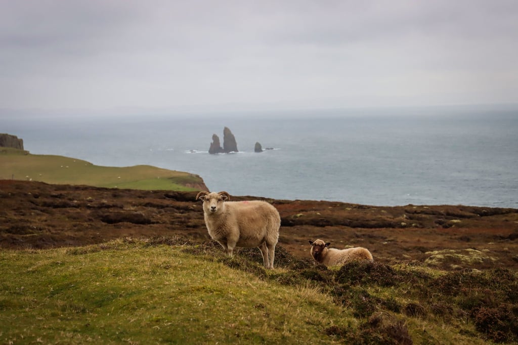 Eleven different breeds of sheep live on the Shetland Islands and their fleeces can be used to produce wool in over 30 different shades. Photo: Verena Wolff/dpa Eleven different breeds of sheep live on the Shetland Islands and their fleeces can be used to produce wool in over 30 different shades. Photo: Verena Wolff/dpa