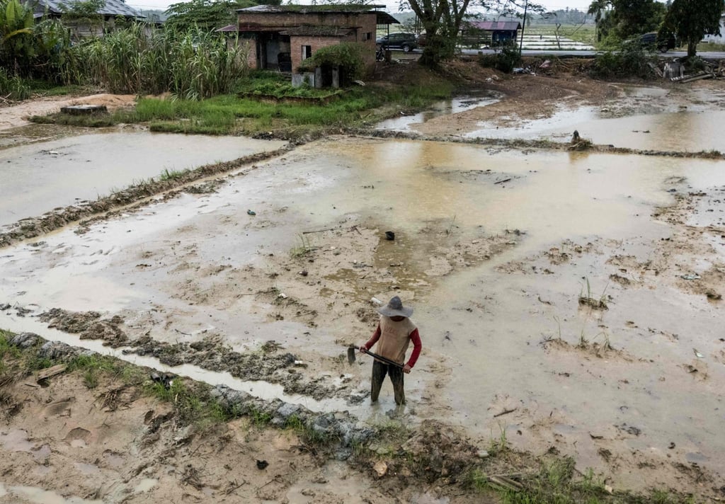 A farmer repairs his rice field in Langsa, northern Sumatra, on Tuesday after it was damaged by flash floods. Photo: AFP A farmer repairs his rice field in Langsa, northern Sumatra, on Tuesday after it was damaged by flash floods. Photo: AFP