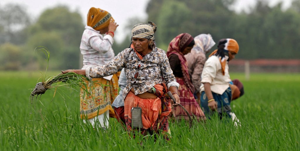 Farmers clear grass from a paddy field near Ahmedabad, India, in August. A new rural jobs bill shifts responsibility to states and alters job guarantees. Photo: Reuters