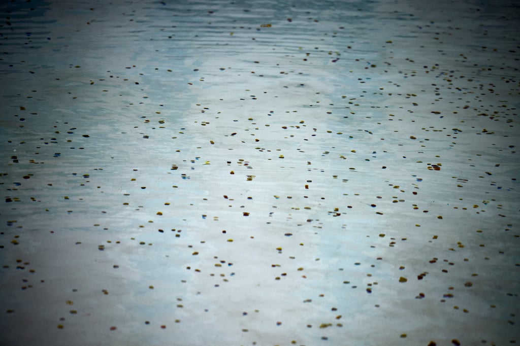 Coins tossed by people lie in Rome’s Trevi Fountain as it reopens to the public after maintenance work in December 2024. Photo: Reuters