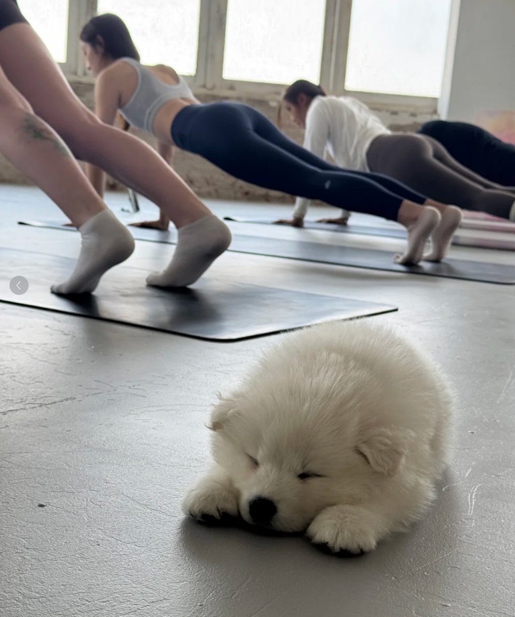 This little furry therapist can be spotted enjoying a brief break from “work” as visitors practise their stretching and yoga poses. Photo: xiaohongshu.com