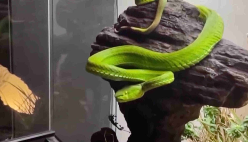 The keeping of exotic animals, like the snake above, has become popular in China. Photo: CCTV