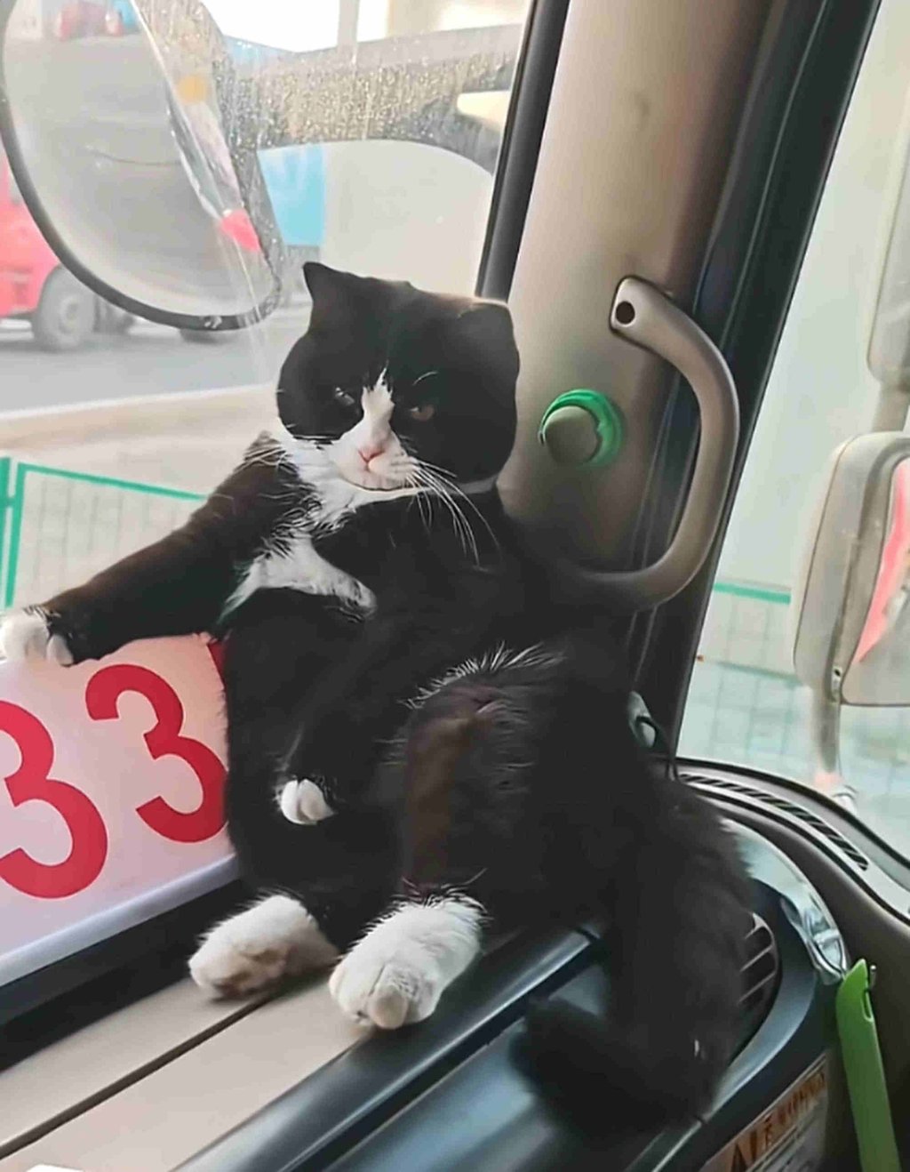 Some people online say Dumpling displays the air of a bus conductor as he sits at the front window of the truck. Photo: Douyin