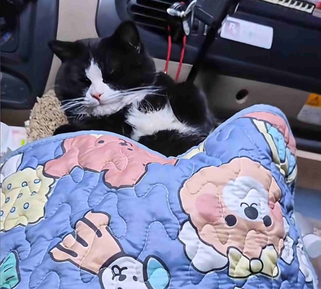 Cat nap: Dumpling catches some shut-eye under a duvet in his owner’s truck. Photo: Douyin