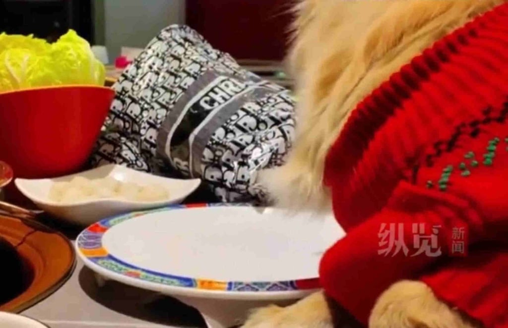 The hungry dog sits poised over a plate with its paws on the table. Photo: QQ.com The hungry dog sits poised over a plate with its paws on the table. Photo: QQ.com
