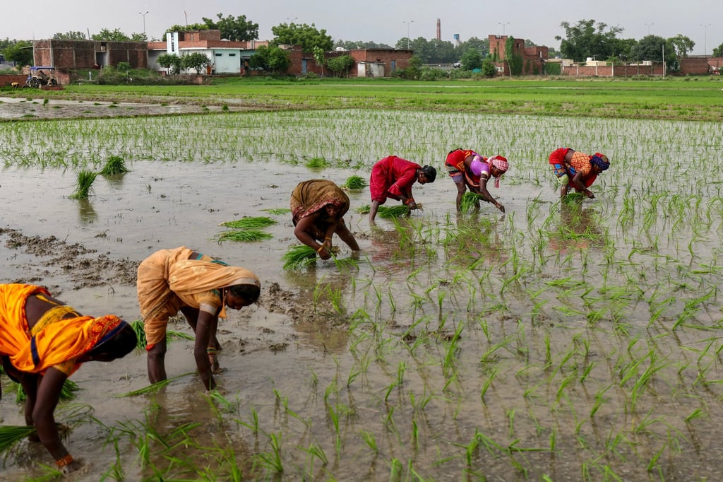 Farmers plant rice saplings in a waterlogged paddy field on the outskirts of Varanasi in July. Industry executives say India is on course for strong rice exports this year after a bountiful harvest. Photo: TNS