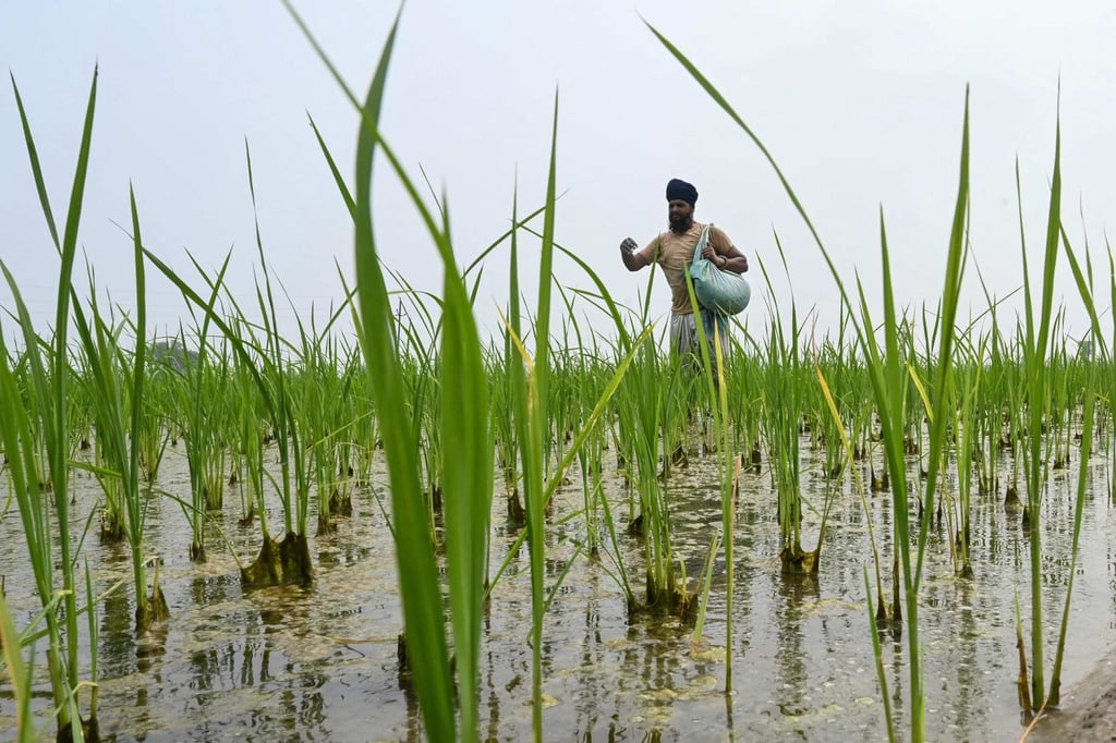 A farmer sprinkles fertiliser in a paddy field on the outskirts of Amritsar in July. Analysts say US pressure could force some importers to route shipments of Indian rice through the Middle East rather than buying directly. Photo: AFP