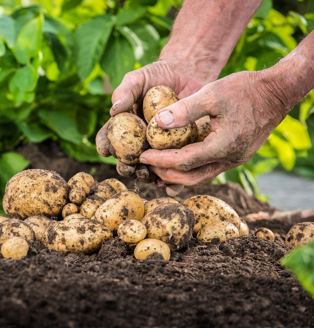 Potatoes thrive in diverse, often hostile environments, surviving in marginal lands and poor soils where other crops fail. Photo: Shutterstock